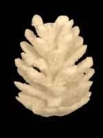 IMG_4149_-_Kopie-removebg-preview